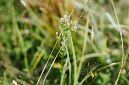 Preview: Wildflowers in summer meadow. Pink flowers close up in countryside. Centaurium erythraea