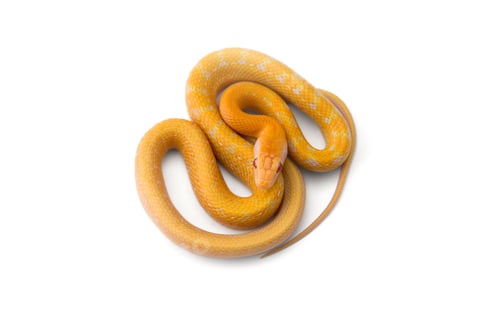 Preview: Beauty rat Snake isolated on white background