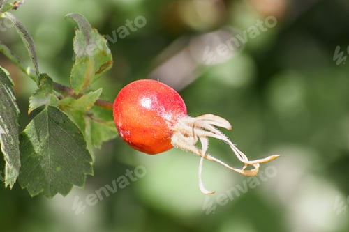 Preview: California wildrose red fruit