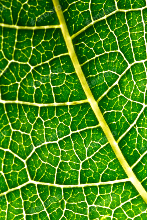 Preview: Leaf texture