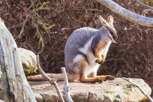 Preview: Australian Rock Wallaby