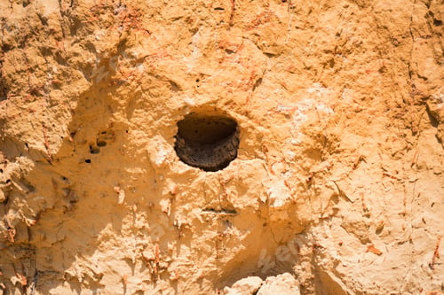 Preview: The burrow of the European roller or Coracias garrulus.