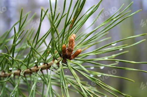 Preview: Coniferous tree with sprouts and water drops