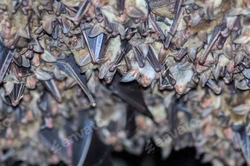 Preview: Groups of sleeping bats in cave