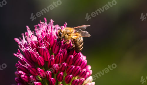 Preview: A Honeybee is busy gathering Pollen from a garlic Flower in the Lush Garden