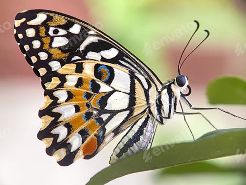 Preview: Lime butterfly, beautiful butterfly on spring