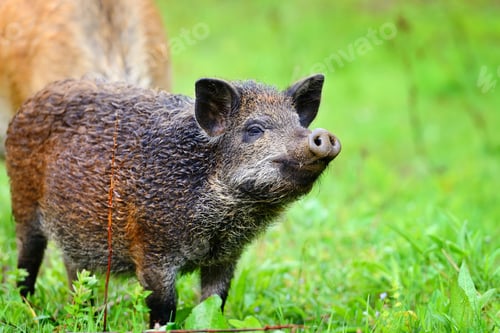 Preview: Young wild boar in grass, before a forest