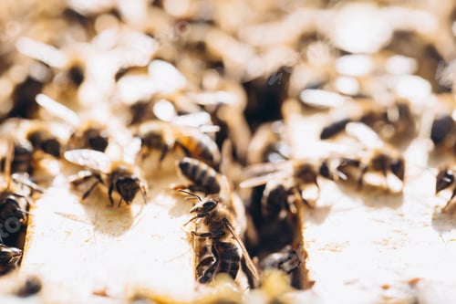 Preview: Bee colony in hive macro. Working honey bees, honeycomb, wax cells with honey and pollen.