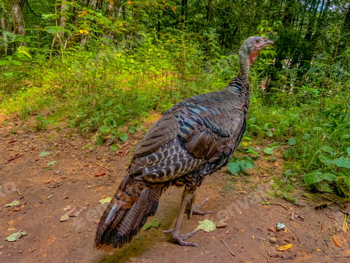 Preview: Wild turkey in the forest