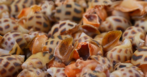 Preview: Uncooked raw fresh sea snail
