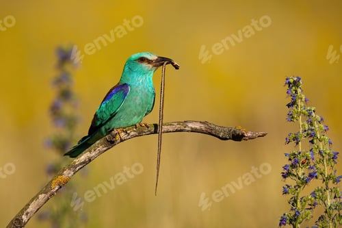 Preview: European roller sitting between flowers and holding dead grass snake in summer