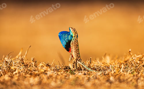 Visualização: Selective focus of a sitana in a field covered in dried grass on a sunny day