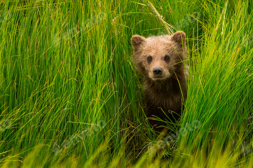 Preview: Brown bear cub, Lake Clark National Park, Alaska, USA