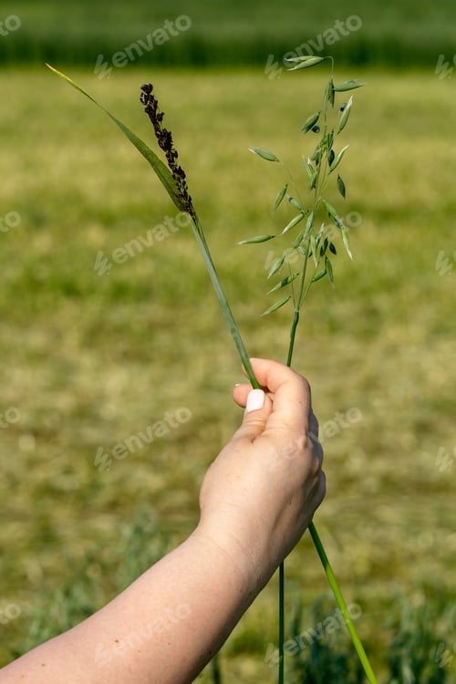 Preview: A hand holds two ears of oats. On the right side - healthy, on the left - diseased smut of oats.