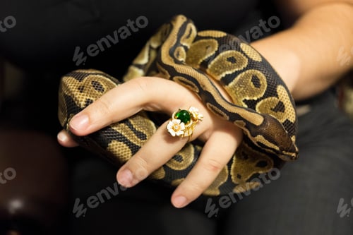 Preview: The ball python (Python regius), also known as the royal python