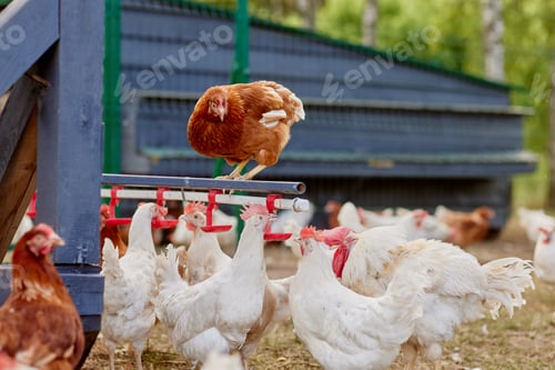 Preview: chicken drinking water from a drinker at chicken eco farm, free range chicken farm