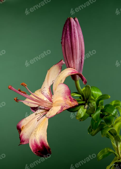 Preview: Blooming orange lollypop lily on a green background
