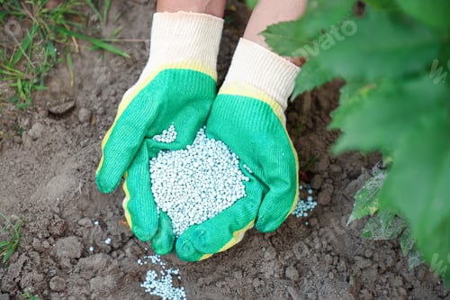 Preview: Woman with fertilizer outdoors, above view. Gardening time