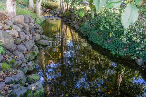 Preview: Trees Are Reflected In A Stream At Saltwater State Park In Des Moines, Washington.