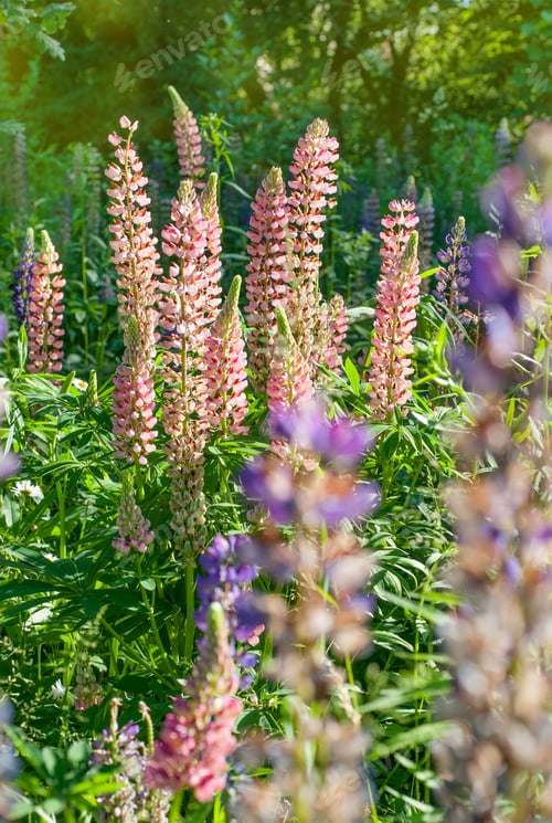 Preview: Lupine wildflowers in meadow field