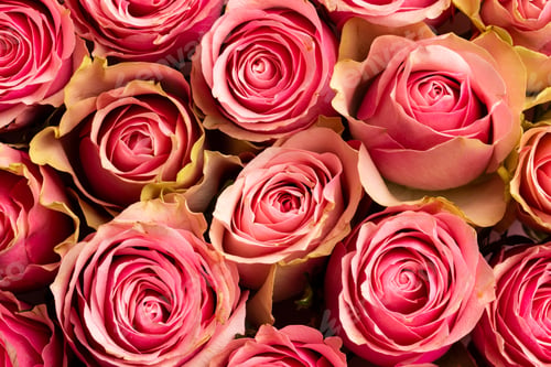 Preview: Composition of close up of roses