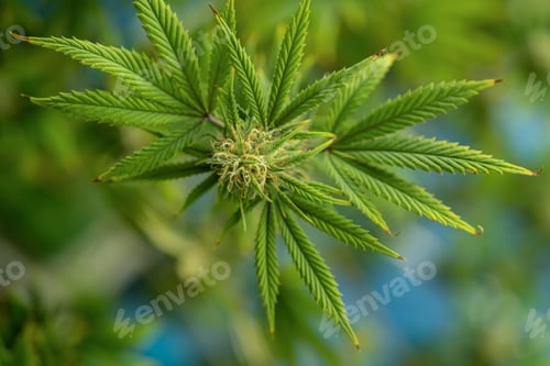 Preview: Marijuana, hemp or cannabis plant leaves farm lab. Organic product in laboratory. Medical Food.Ganja