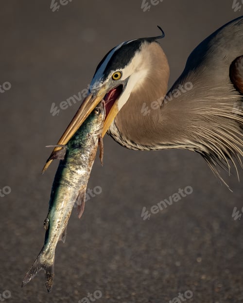 Preview: Great Blue Heron Fishing on a Beach