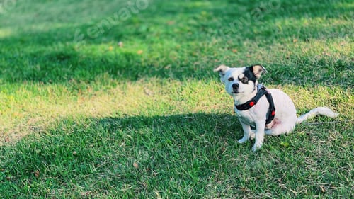 Preview: A dog