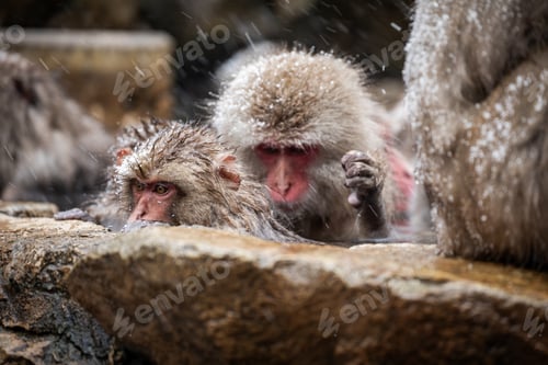 Preview: Snow monkey