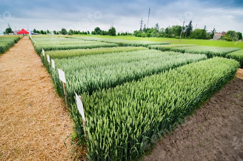 Preview: demo plots of cereals with pointers flags