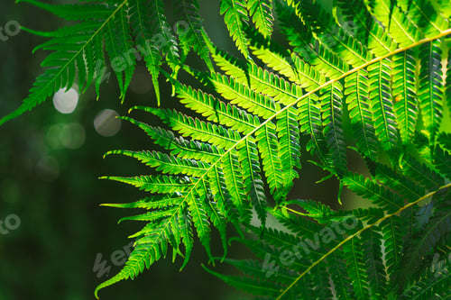 Preview: Freshness Green leaf of Fern on black background