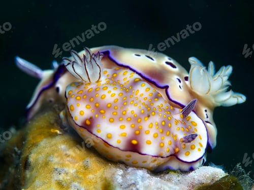 Preview: Cross-species mating underwater