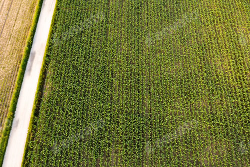 Preview: Aerial photo of maize field with still young and small corn plants