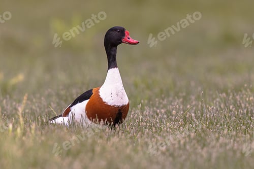 Preview: Common Shelduck in wetland