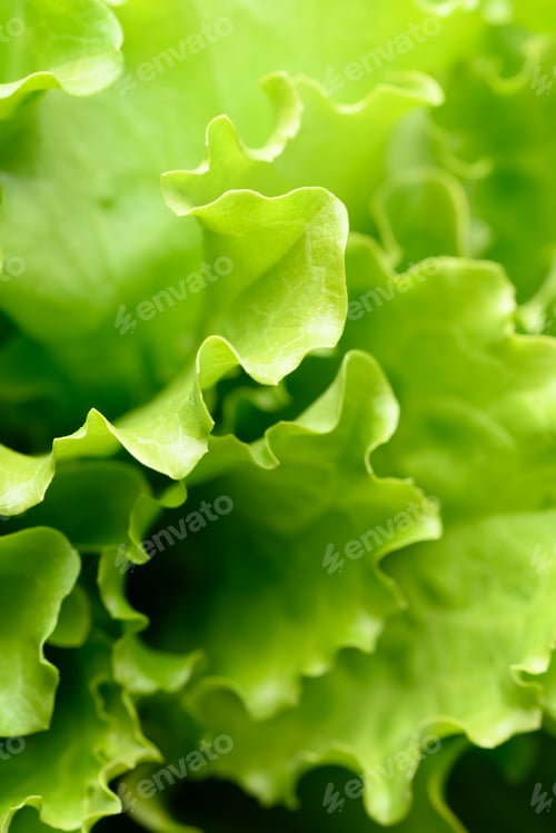 Preview: Close up of curly lettuce salad greens with crisp structure