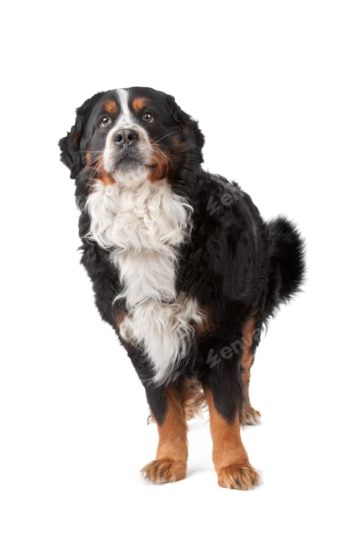 Preview: Bernese Mountain Dog