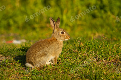 Preview: Closeup shot of European rabbit, Oryctolagus cuniculus