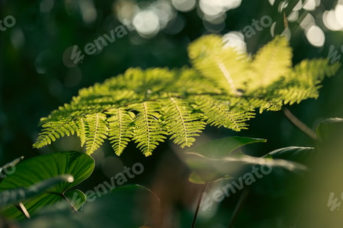 Preview: Rustic Tropical Garden with Monstera Foliage: Sunlight Filtering Through Greenery and Leaves