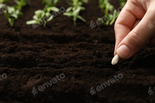 Preview: Woman planting beans into fertile soil, closeup. Vegetable seeds