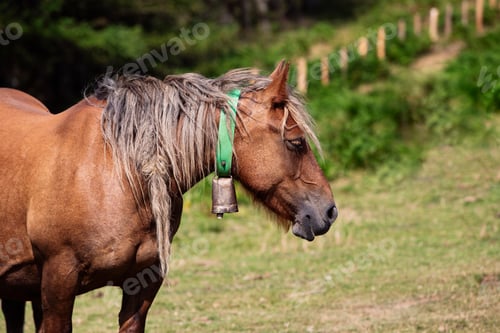 Preview: Beautiful mare with a cowbell in the field