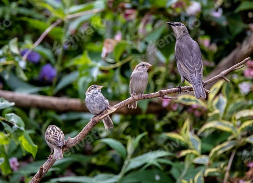 Preview: Family of sparrow birds perched on a tree branch