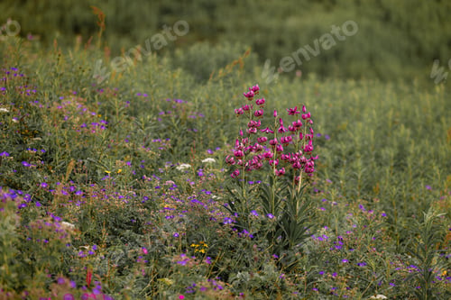 Preview: Pink Wildflower Meadow in Bloom, background.