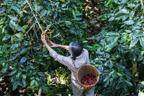 Preview: A farmer picks ripe coffee cherries from a tree in a lush plantation.
