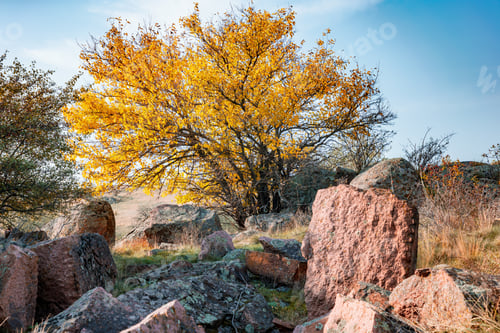 Preview: Beautiful yellowed vegetation and stones covered with lichen and moss in the Carpathian hills in