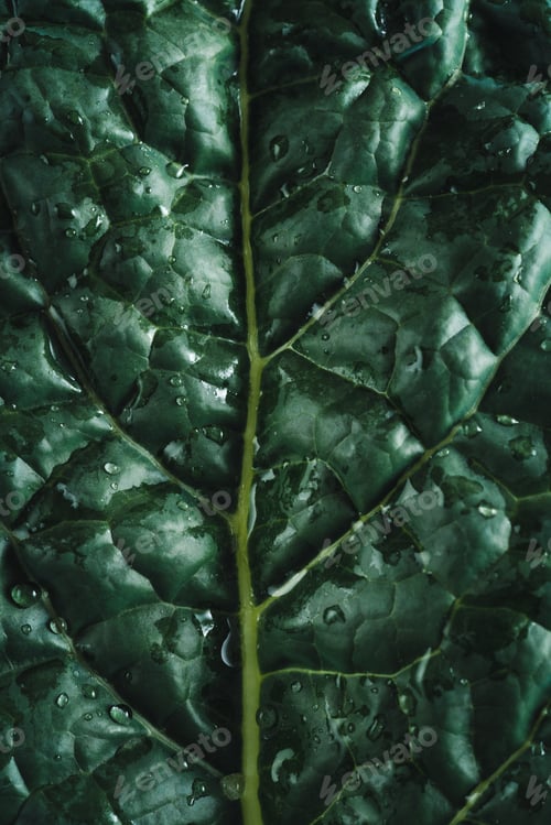 Preview: Cavolo nero black kale