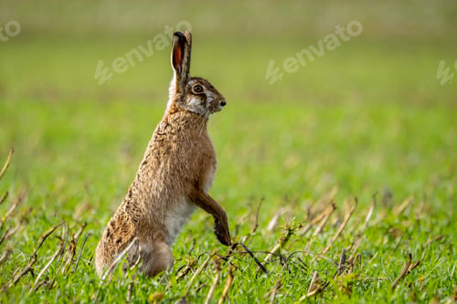 Preview: Fluffy brown hare in a lush green field