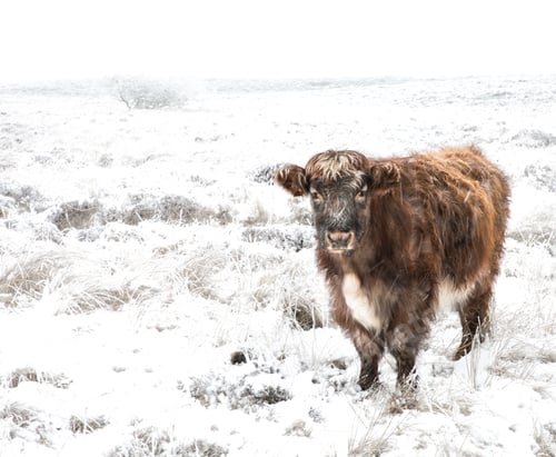 Preview: Hardy Highland cattle or cows in a harsh environment of snow covered fields in a remote location