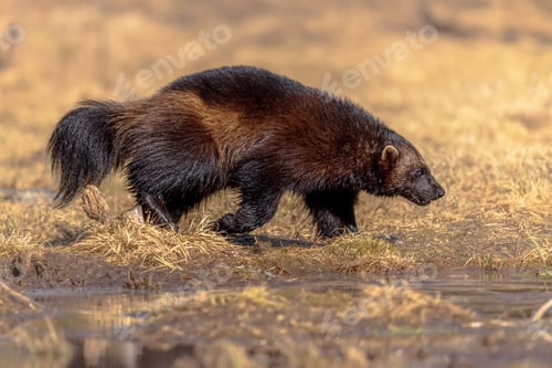 Preview: Wolverine walking in nature of Finland