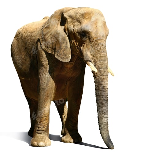 Preview: Big elephant in the zoo