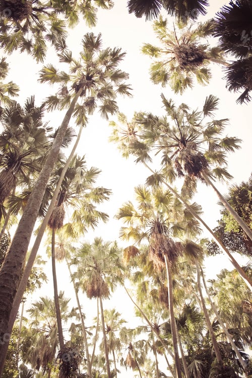 Preview: the palm tree on sky backgroun